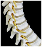 spinal-cord-injury